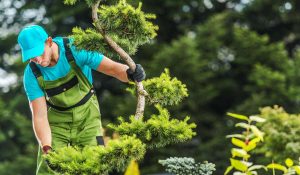 גנן מחברת עולם הגינה מנקה ומסדר את הגינה